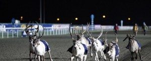 Reindeer racing!